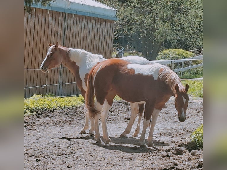 American Paint Horse Stute 2 Jahre 160 cm Tobiano-alle-Farben in Aurach