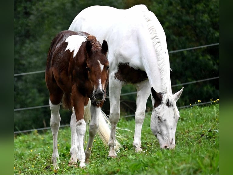American Paint Horse Stute 2 Jahre 160 cm Tobiano-alle-Farben in Aurach
