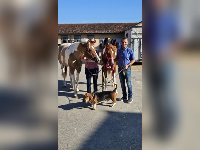 American Paint Horse Stute 2 Jahre 160 cm Tobiano-alle-Farben in Aurach