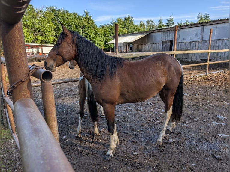 American Paint Horse Stute 2 Jahre Brauner in Lauterbach