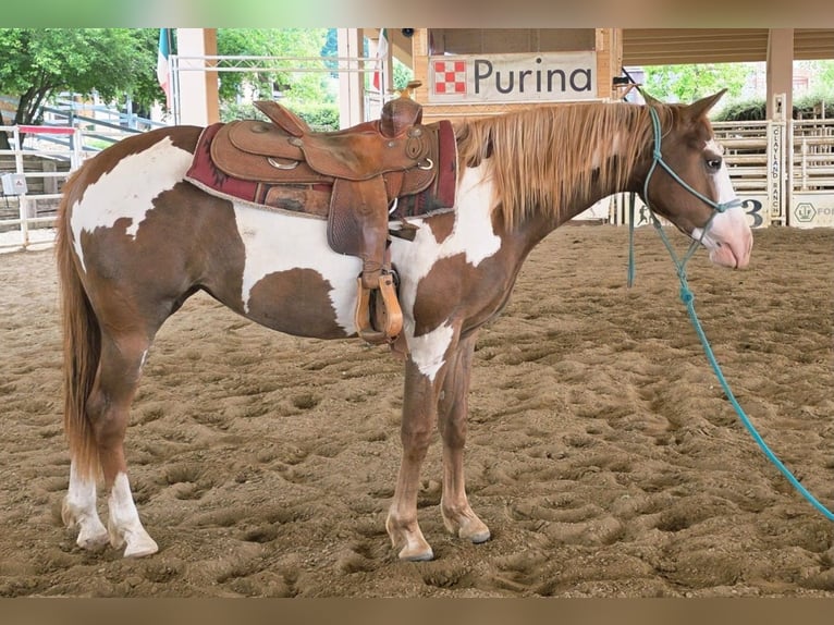 American Paint Horse Stute 2 Jahre Overo-alle-Farben in Voltaggio