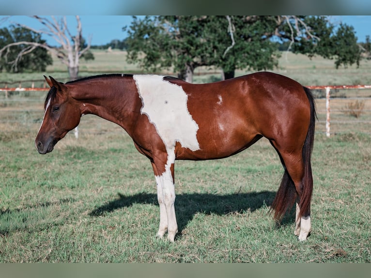 American Paint Horse Stute 2 Jahre Schecke in Normangee