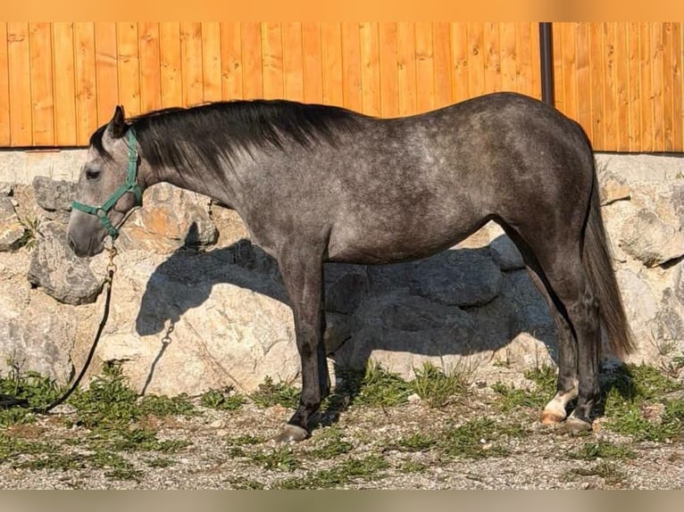 American Paint Horse Stute 2 Jahre Schimmel in Ljubljana - dostava