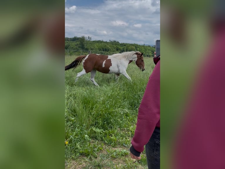 American Paint Horse Stute 2 Jahre Tobiano-alle-Farben in Rheinfelden
