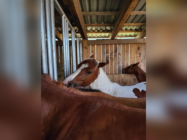 American Paint Horse Stute 2 Jahre Tobiano-alle-Farben in Rheinfelden