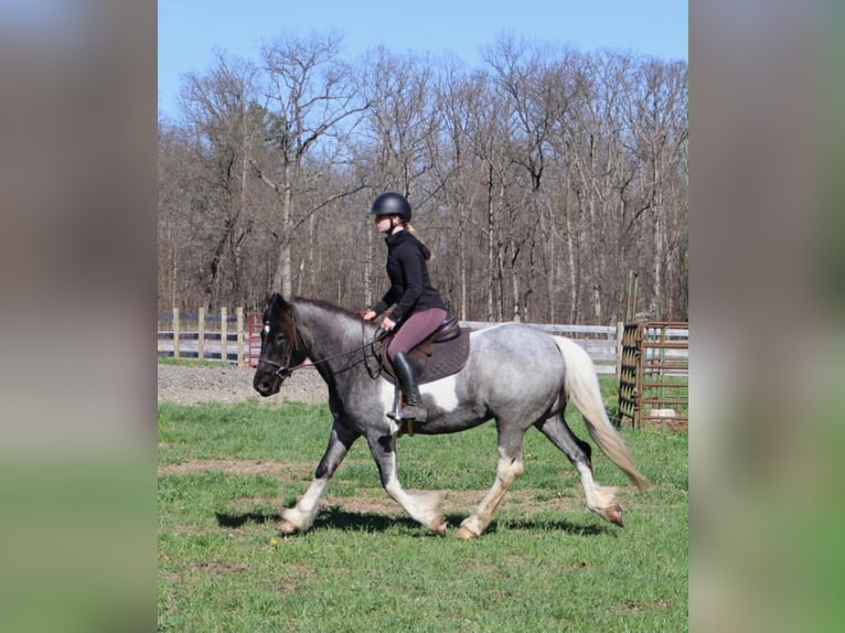 American Paint Horse Stute 3 Jahre 142 cm Roan-Blue in Howell