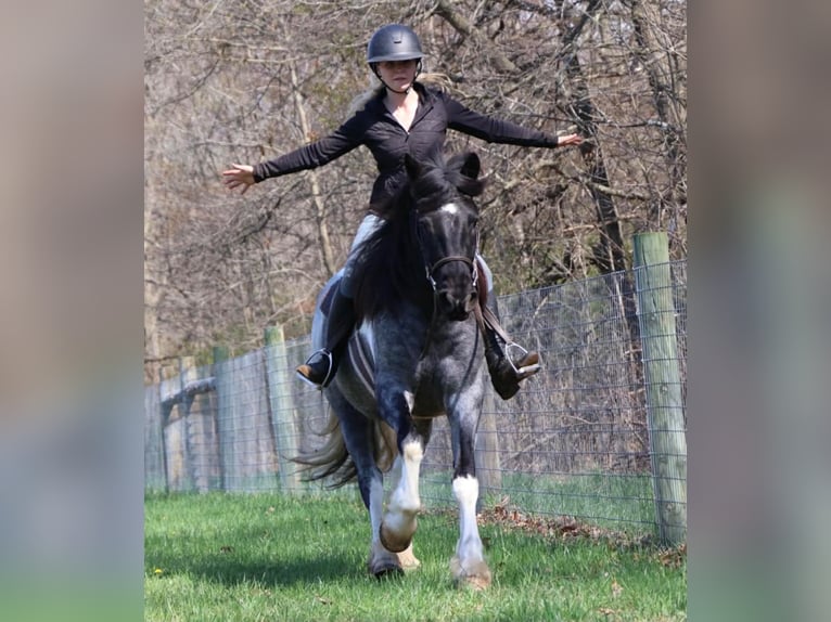 American Paint Horse Stute 3 Jahre 142 cm Roan-Blue in Howell
