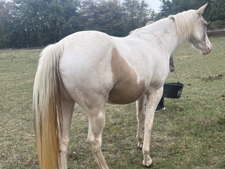American Paint Horse Stute 3 Jahre 143 cm Tobiano-alle-Farben in Thodure
