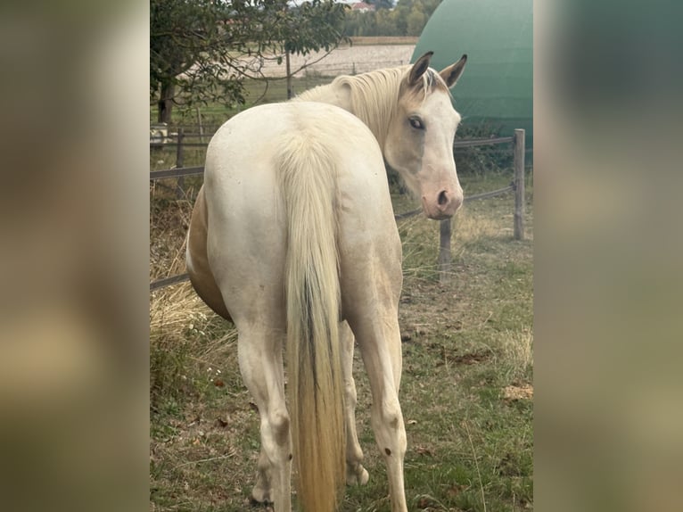 American Paint Horse Stute 3 Jahre 143 cm Tobiano-alle-Farben in Thodure