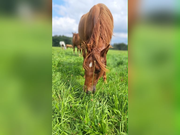 American Paint Horse Stute 3 Jahre 144 cm Dunkelfuchs in Berga