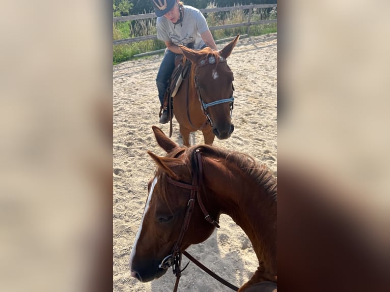 American Paint Horse Stute 3 Jahre 144 cm Dunkelfuchs in Berga