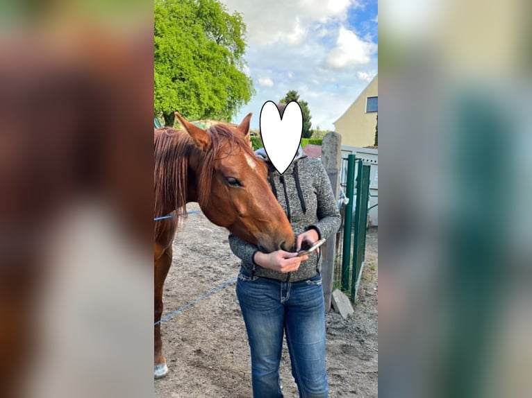 American Paint Horse Stute 3 Jahre 144 cm Dunkelfuchs in Berga