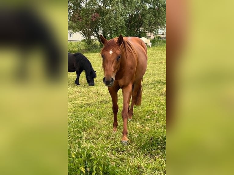 American Paint Horse Stute 3 Jahre 144 cm Dunkelfuchs in Berga