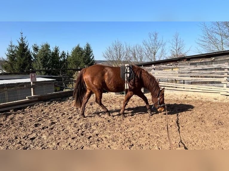 American Paint Horse Stute 3 Jahre 144 cm Dunkelfuchs in Berga