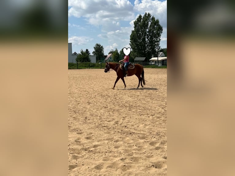 American Paint Horse Stute 3 Jahre 144 cm Dunkelfuchs in Berga