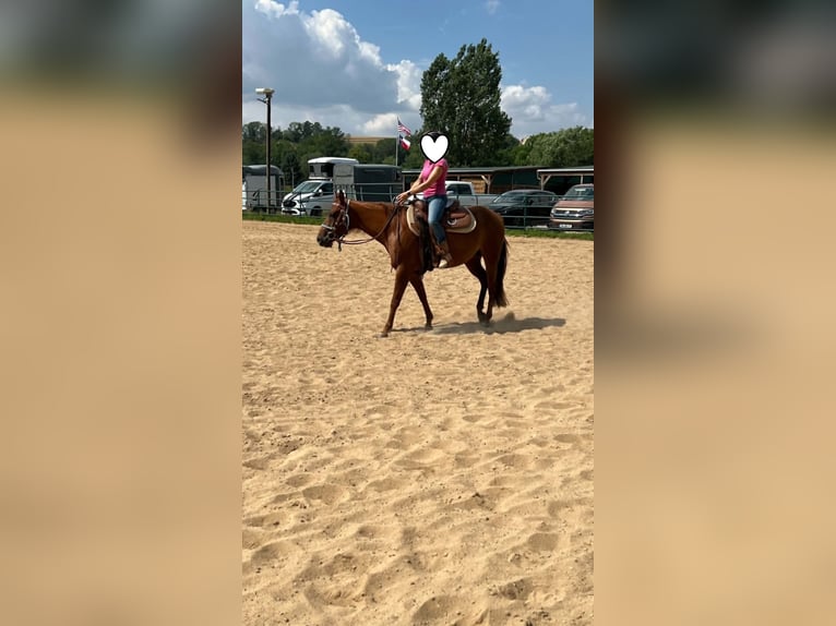 American Paint Horse Stute 3 Jahre 144 cm Dunkelfuchs in Berga