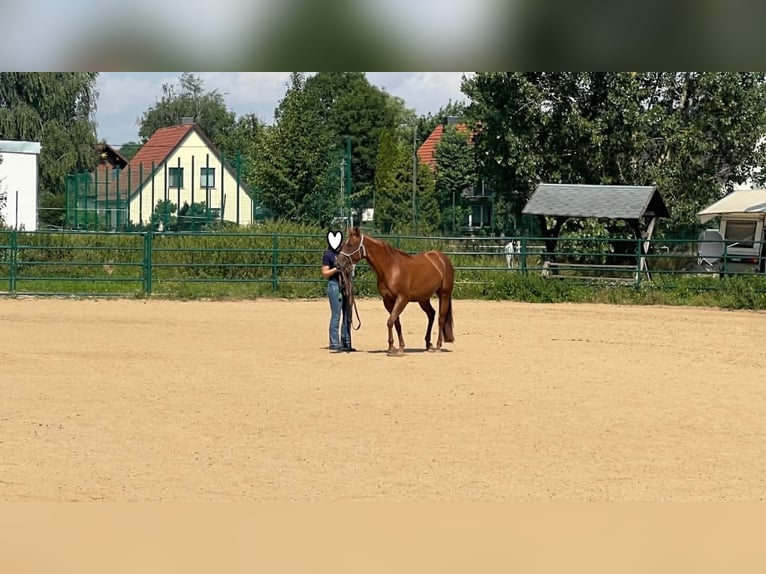American Paint Horse Stute 3 Jahre 144 cm Dunkelfuchs in Berga