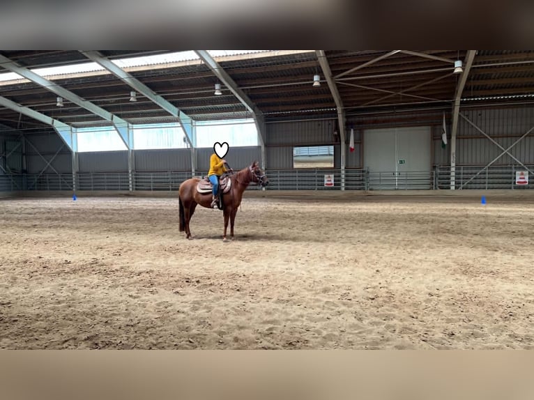 American Paint Horse Stute 3 Jahre 144 cm Dunkelfuchs in Berga