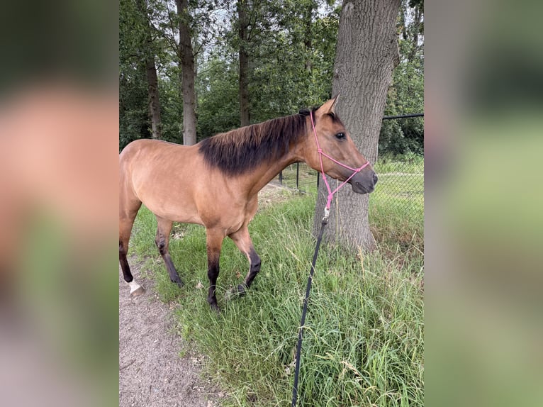 American Paint Horse Stute 3 Jahre 145 cm Buckskin in Tongerlo