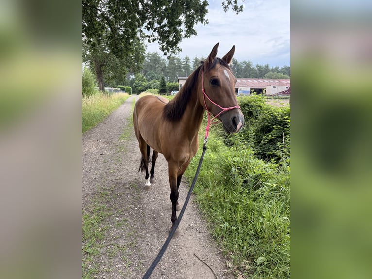 American Paint Horse Stute 3 Jahre 145 cm Buckskin in Tongerlo