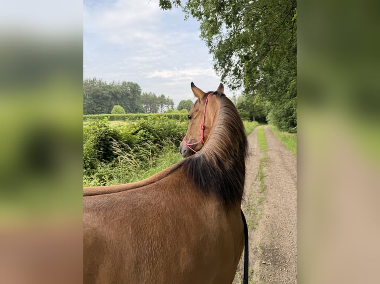 American Paint Horse Stute 3 Jahre 145 cm Buckskin in Tongerlo