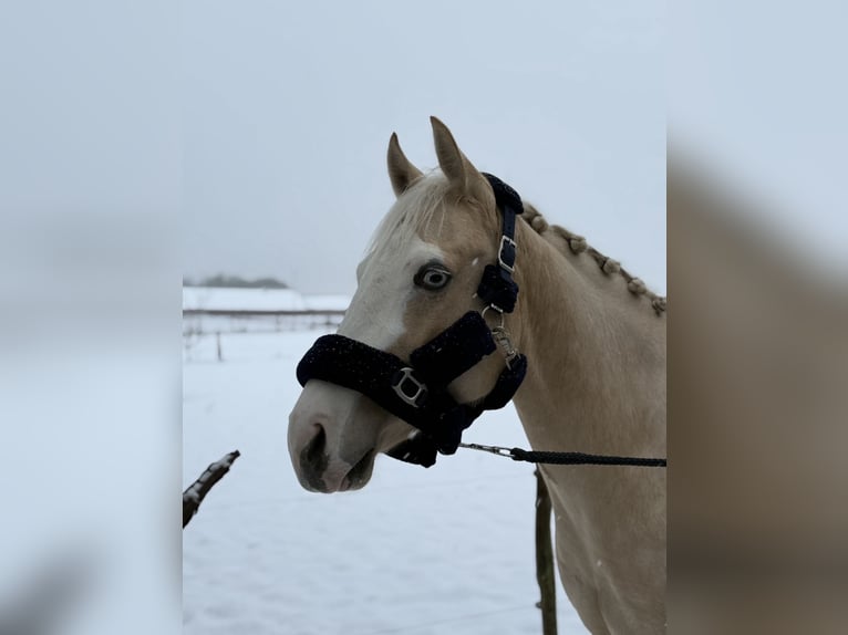 American Paint Horse Stute 3 Jahre 145 cm Palomino in Nijmegen