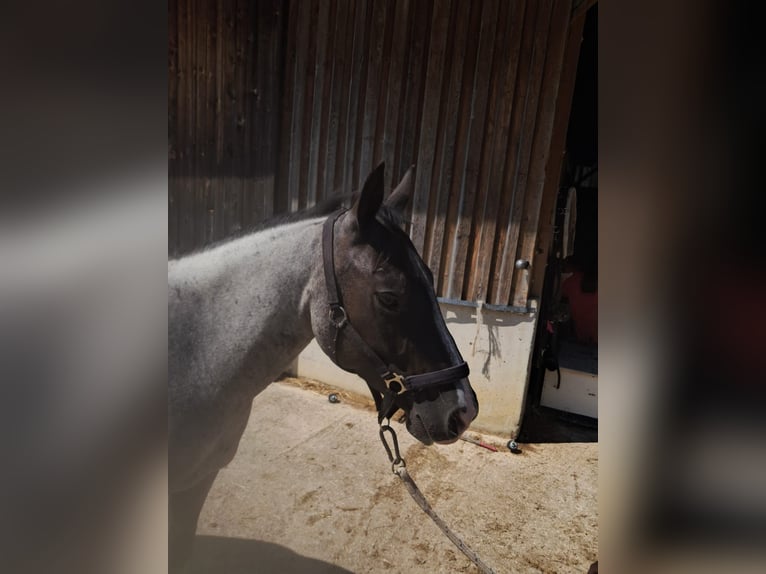 American Paint Horse Stute 3 Jahre 145 cm Roan-Blue in Oberostendorf-Gutenberg