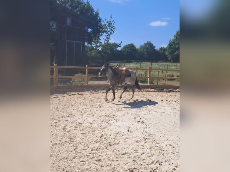 American Paint Horse Stute 3 Jahre 145 cm Roan-Blue in Oberostendorf-Gutenberg