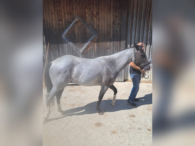 American Paint Horse Stute 3 Jahre 145 cm Roan-Blue in Oberostendorf-Gutenberg