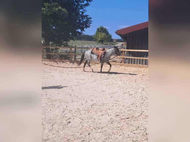 American Paint Horse Stute 3 Jahre 145 cm Roan-Blue in Oberostendorf-Gutenberg