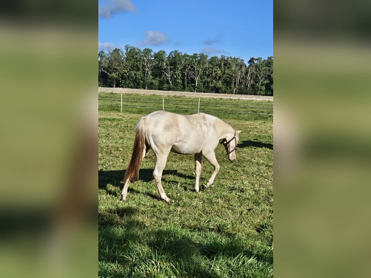 American Paint Horse Stute 3 Jahre 147 cm Champagne in Langlingen