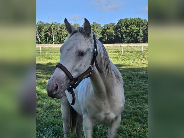 American Paint Horse Stute 3 Jahre 147 cm Champagne in Langlingen