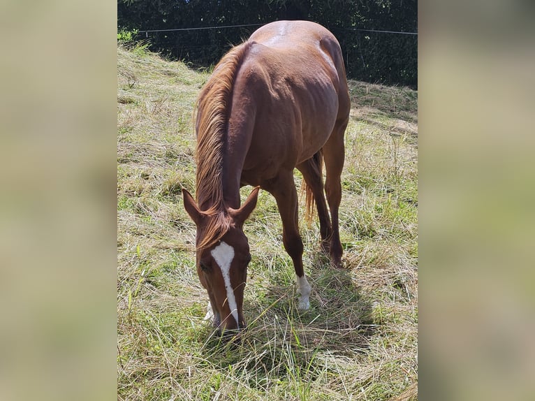 American Paint Horse Stute 3 Jahre 150 cm Fuchs in Eggenthal
