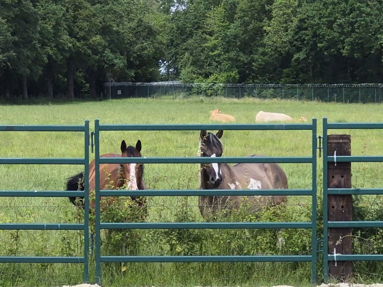 American Paint Horse Stute 3 Jahre 150 cm Grullo in Gangelt