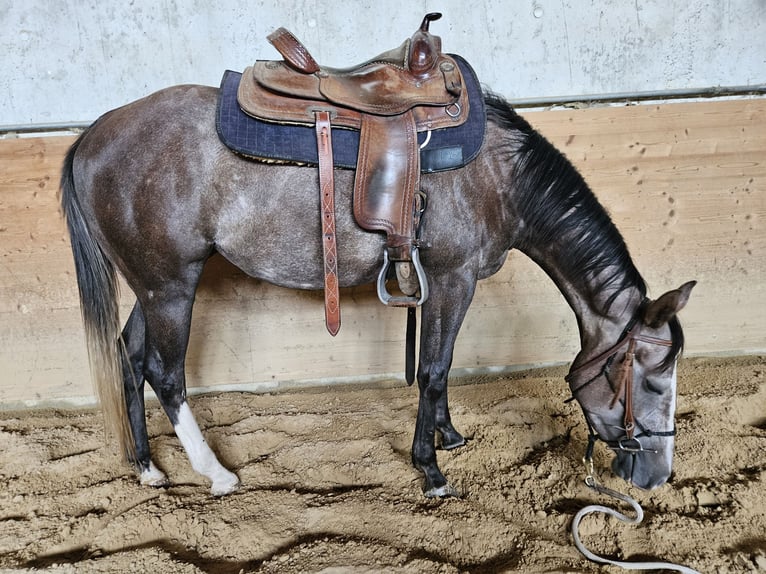 American Paint Horse Stute 3 Jahre 150 cm Kann Schimmel werden in Eggenthal