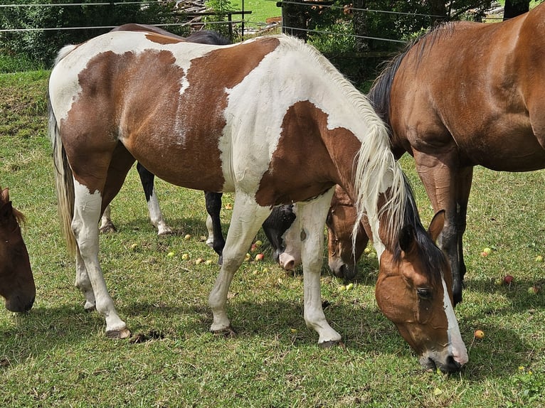 American Paint Horse Stute 3 Jahre 150 cm Schecke in Eggenthal