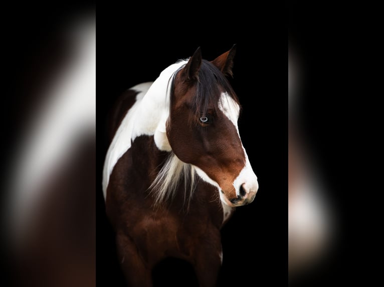 American Paint Horse Stute 3 Jahre 150 cm Tobiano-alle-Farben in Wemding
