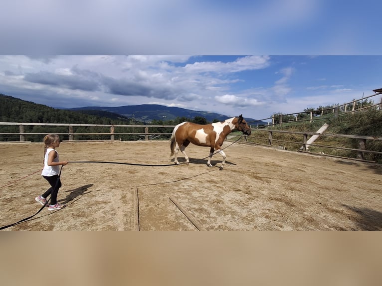 American Paint Horse Stute 3 Jahre 150 cm Tobiano-alle-Farben in Anger