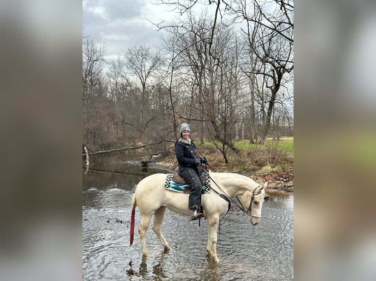 American Paint Horse Stute 3 Jahre 152 cm Palomino in Grantville