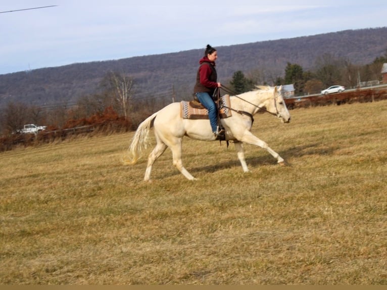 American Paint Horse Stute 3 Jahre 152 cm Palomino in Grantville