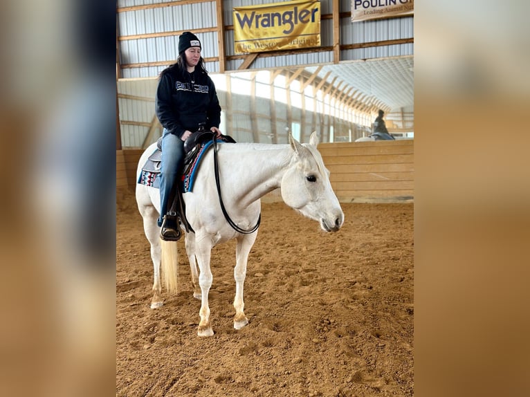 American Paint Horse Stute 3 Jahre 152 cm Palomino in Grantville