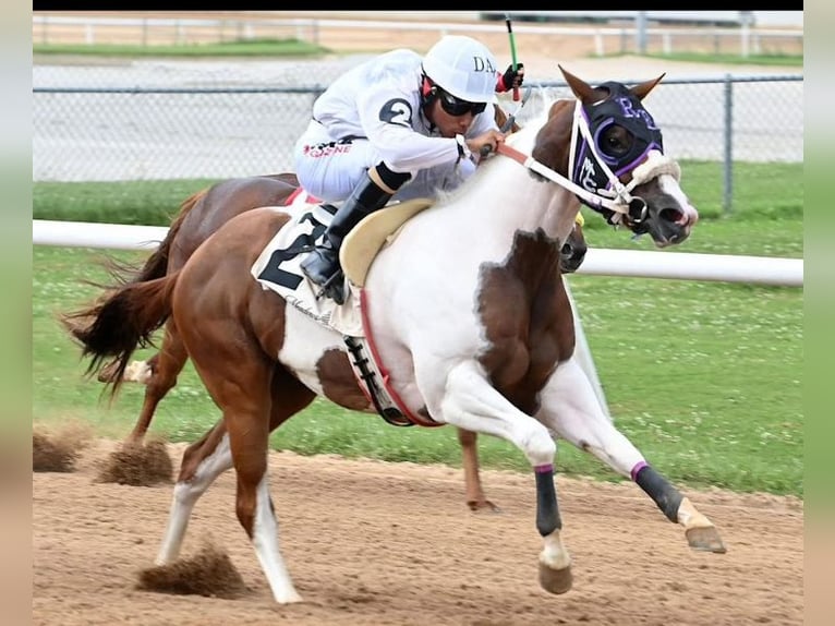 American Paint Horse Stute 3 Jahre 152 cm Schecke in Edmond