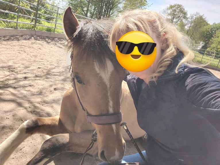 American Paint Horse Mix Stute 3 Jahre 153 cm Buckskin in Münchberg