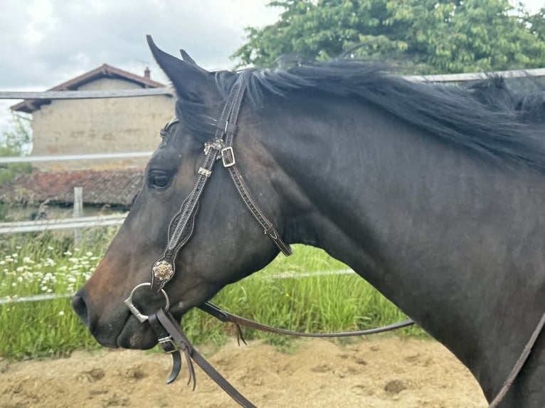 American Paint Horse Stute 3 Jahre 153 cm Dunkelbrauner in Thodure