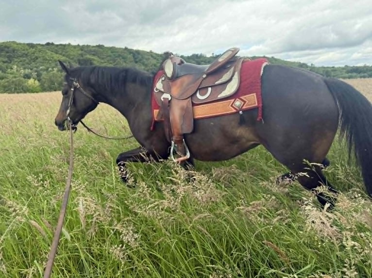 American Paint Horse Stute 3 Jahre 153 cm Dunkelbrauner in Thodure