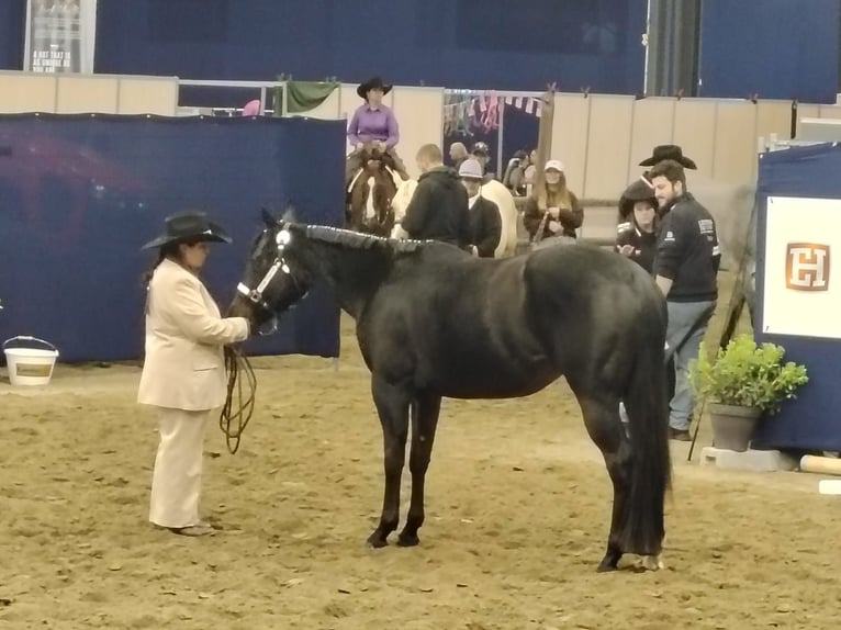 American Paint Horse Stute 3 Jahre 153 cm Schwarzbrauner in Thodure