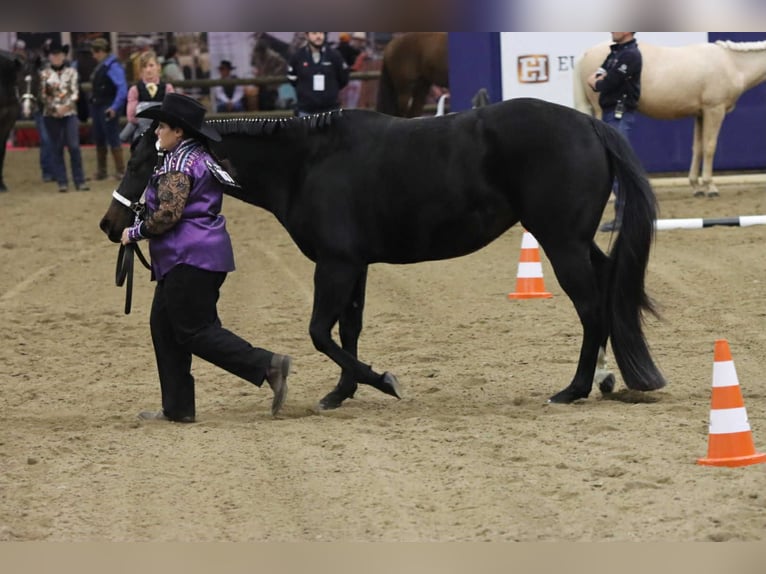 American Paint Horse Stute 3 Jahre 153 cm Schwarzbrauner in Thodure