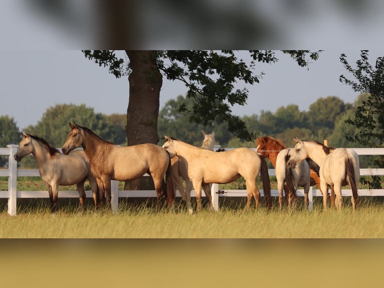 American Paint Horse Mix Stute 3 Jahre 155 cm Buckskin in Oberhausen