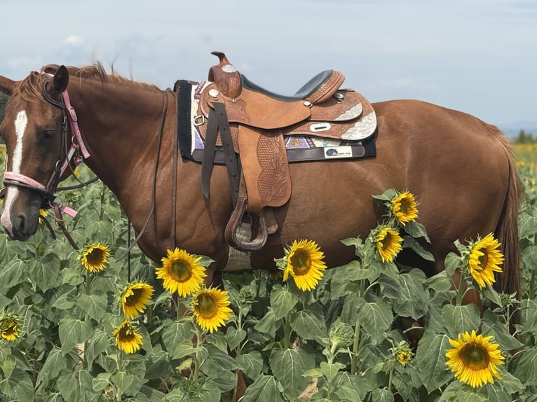 American Paint Horse Stute 3 Jahre 155 cm Fuchs in Thodure