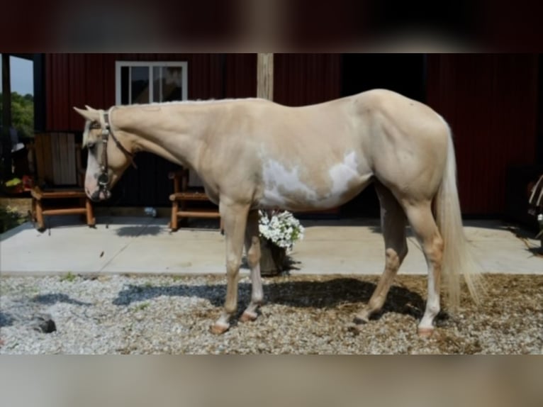 American Paint Horse Stute 3 Jahre 155 cm Overo-alle-Farben in Mantua